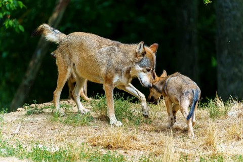 Timberwolf, wolf, American wolf (Canis lupus lycaon), Germany: a large wolf gently sniffs a wolf