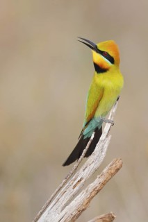 Rainbow Bee-eater (Merops ornatus), Western Australia, Australia