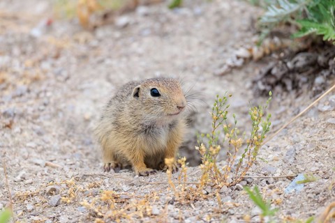 A young ground squirrel (Spermophilus citellus) sits in front of its burrow on a hillside on a
