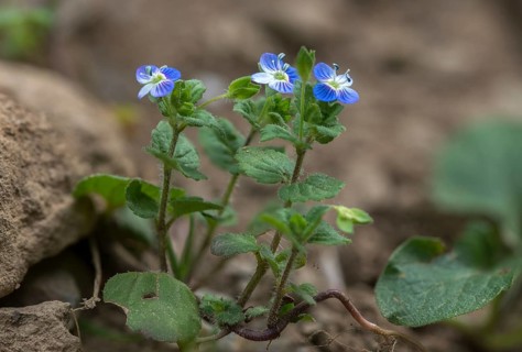 Brownroot, Persian speedwell, Persian honorary prize, plantaginaceae, scrophulariaceae, Veronica