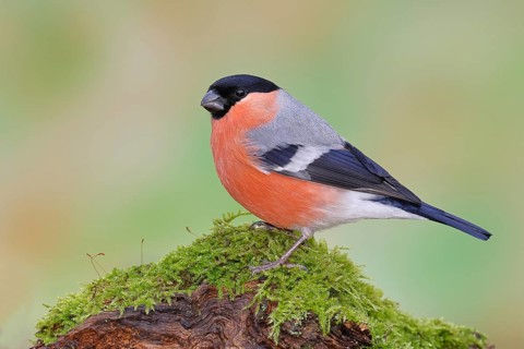 Common Bullfinch (Pyrrhula pyrrhula), perched on a tree root covered in moss, Wilnsdorf, North