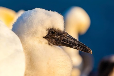 Gannet, Morus Bassanus, young animal, portrait, Heligoland island, Schleswig-Holstein, Heligoland
