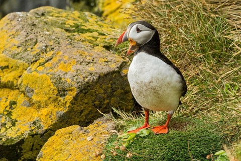 Atlantic Puffin (Fratercula arctica) on cliff, Iceland