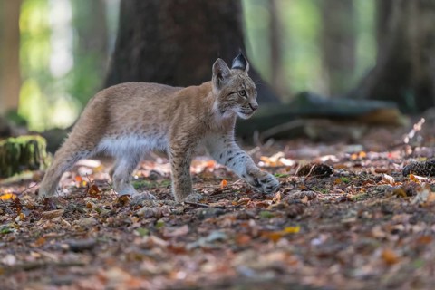 One young Eurasian lynx, (Lynx lynx), walking thru a forest. Green vegetation around him