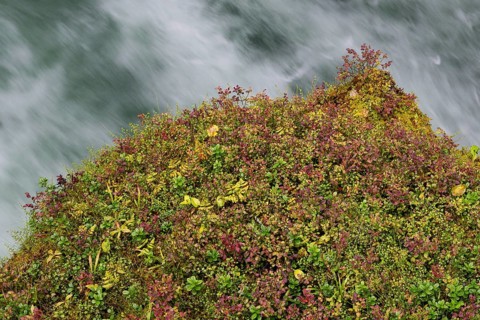 Fast-flowing water, mountain stream, overgrown ledge, Øvstestølbrua, long exposure, Valldal, Norway
