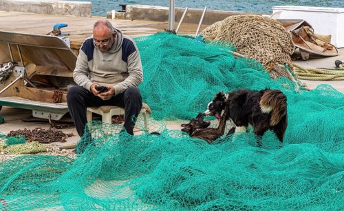 Playful dogs fight next to a fisherman who ties and repairs his net, Cala Figuera harbour, Majorca,