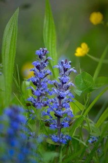 Ajuga Reptans, Bugleweed, Crawling Bugleweed, Lamiaceae, Mint, Blue Bugle, Bugle, Bugleherb,