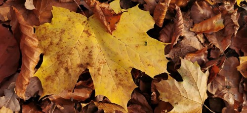 Close-up, A large yellow maple leaf (acer) on a pile of brown leaves, hiking in autumn