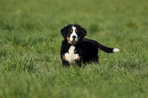 A curious Bernese cattle dog puppy stands in a meadow, a Bernese cattle dog (Canis lupus