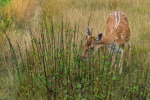 Stinging nettle, dama dama, fallow deer, game bite, fallow deer, mammals, mammals, bite