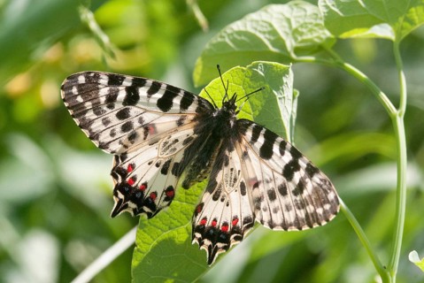 Allancastria cerisy, Balkan Easter butterfly, festoon, zerynthia cerisy, Bulgaria, butterfly,