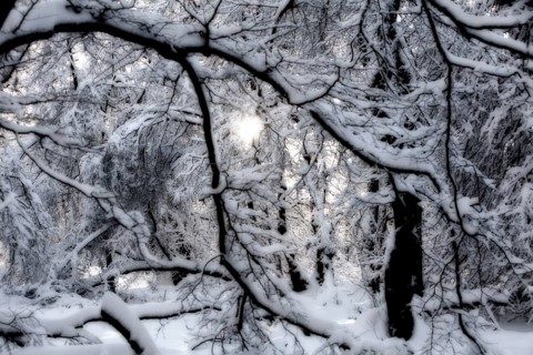 Winter landscape, snowy trees and branches