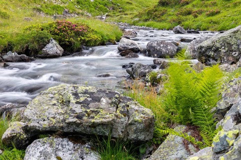 Male spleenwort (Dryopteris filix-mas) by a mountain stream, Leptosporangiate ferns