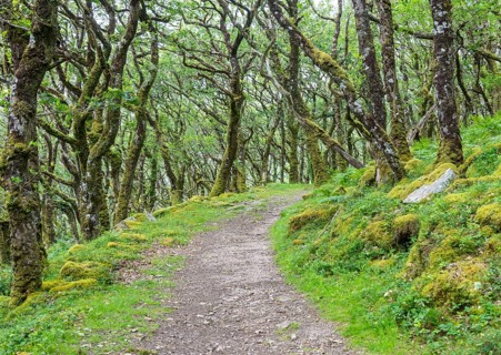 Temperate deciduous rainforest ecosystem, River Dart valley, Dartmoor national park, near Venford,