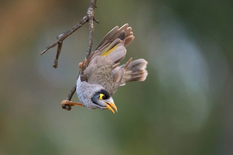 Noisy Miner (Manorina melanocephala), Victoria, Australia
