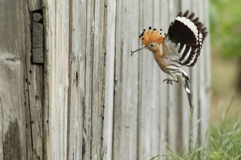 Hoopoe (Upupa epops) flies with food to the artificial nest hole in a barn, Lower Austria, Austria