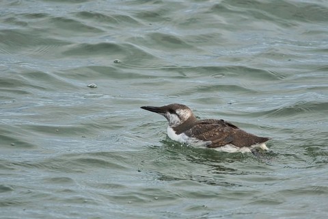 Common Murre (Uria aalge) juvenile, Schleswig-Holstein, Germany
