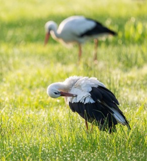 White storks (Ciconia ciconia) in a meadow, Lower Saxony, Germany