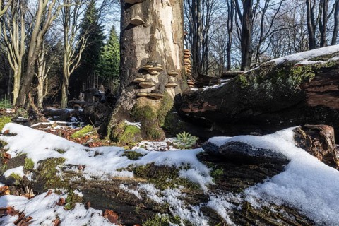 Deadwood in winter beech forest (Fagus sylvatica), Emsland, Lower Saxony, Germany