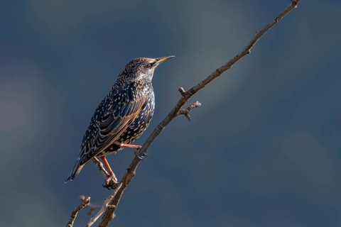 Starling (Sturnus vulgaris), Münster, Tyrol, Austria