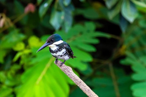 Central America, Costa Rica, Amazonian fisher, Chloroceryle amazona