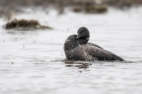 Brent goose (Branta bernicla), Amrum, Schleswig-Holstein, Germany