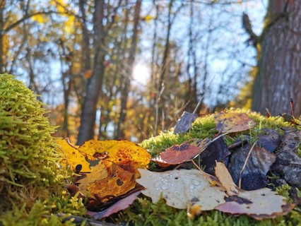 Close-up of autumn leaves with raindrops on moss-covered ground in a light-flooded forest,