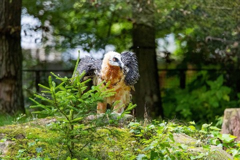 Bearded vulture (Gypaetus barbatus) captive Germany