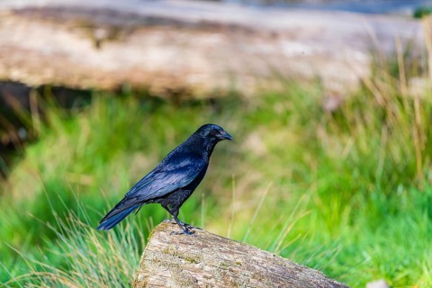 One carrion crow (Corvus corone) standing on a log. A green meadow in the background