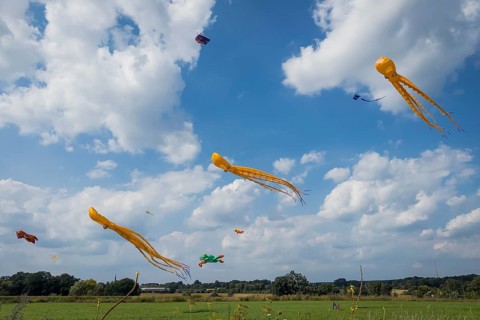 Squid as flying dragon, octupus, wind, childhood, figure, blue sky, autumn, Germany