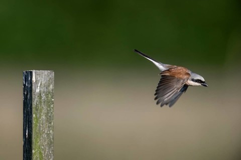 Red-backed shrike (Lanius collurio), Emsland, Lower Saxony, Germany