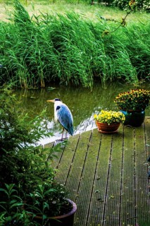 Grey heron, walk along the Rotte, route from the modern city center to the green suburbs such as