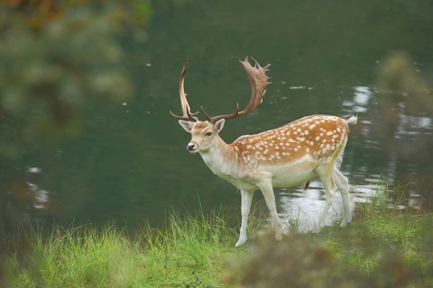 Male fallow deer (Dama dama) on the shore, lake, landscape, Amsterdamse Waterleidingduinen,