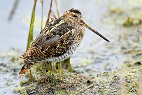 Common snipe (Gallinago gallinago), Switzerland