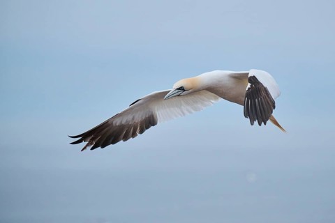 Northern gannet (Morus bassanus) flying over the sea, wildlife, Heligoland, Germany