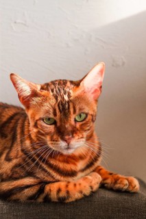 Ginger cat, Bengali breed, resting, on the couch, under the sun, vertical, no people