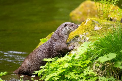 Eurasian otter (Lutra lutra) on the edge of a little lake in a forest, Bavaria, Germany