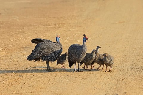 Helmeted guinea fowl (Numida meleagris), group, adult, juveniles, chicks, alert, foraging, on