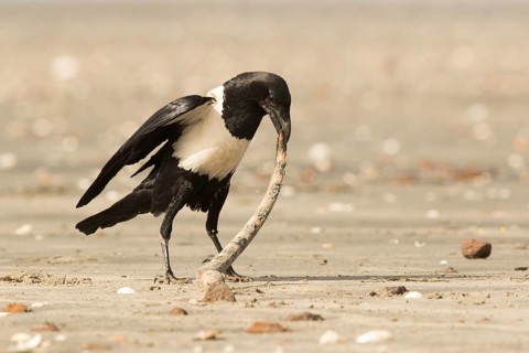 Pied Crow (Corvus albus) with snake eel, Gambia