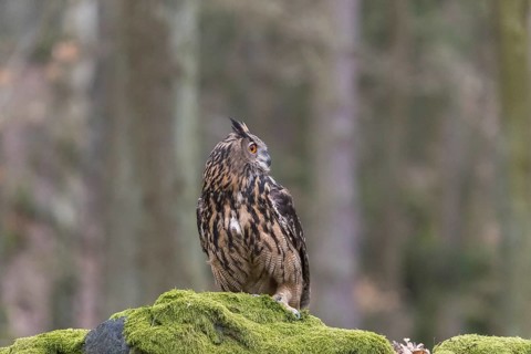 One Eurasian Eagle Owl, Bubo bubo, perched on a mossy rock. A forest in the background