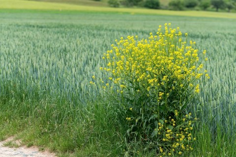 Brassicaceae, bunias orientalis, alien plant, smooth grouper, cruciferous vegetable, neobiota,