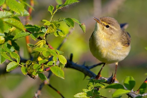 Willow Warbler, Willow Warbler, Phylloscopus trochilus, Pouillot fitis, Mosquitero Musical, Bad