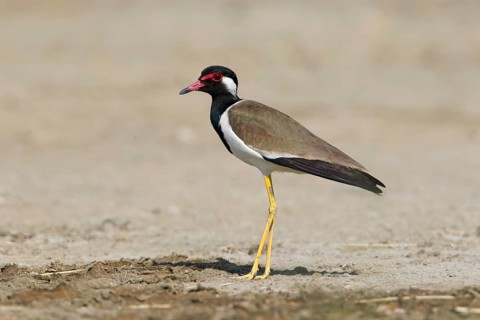 Red-wattled Lapwing (Vanellus indicus), Phetchaburi, Thailand