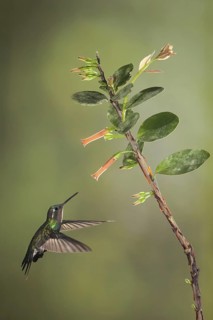 Purple-throated Mountaingem (Lampornis calolaemus) female flying while feeding at a flower, Costa