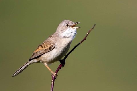 Common Whitethroat (Sylvia communis) male singing, perched on a branch, Madrid, Spain