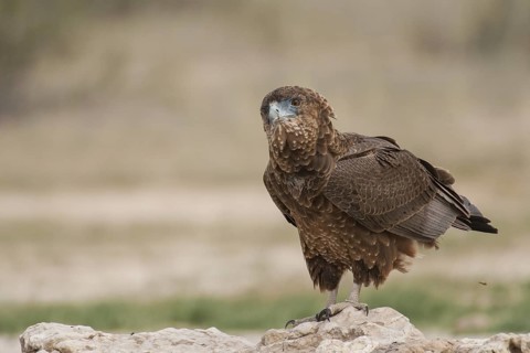 Bateleur (Terathopius ecaudatus) juvenile, Northern Cape, South Africa