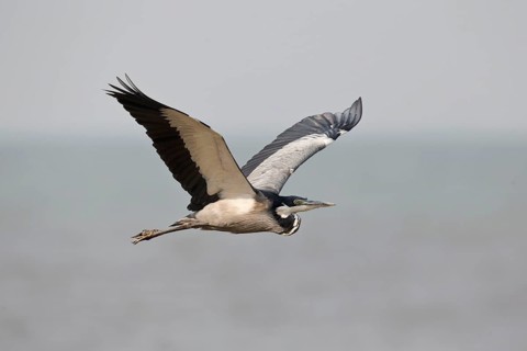 Black-headed Heron (Ardea melanocephala) flying, Semuliki, National Park, Uganda