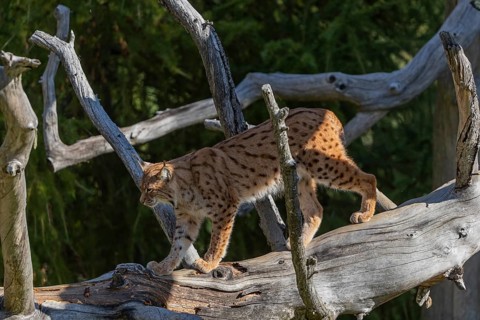 One Eurasian lynx, (Lynx lynx), walking down a fallen tree. Side view with green vegetation in the