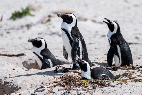 Spectacled penguins (Spheniscus demersus) breeding with nest, Boulder Beach, Western Cape, Simon's