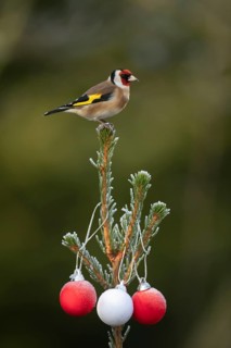 European goldfinch (Carduelis carduelis) adult bird on a Christmas tree in winter, Suffolk,